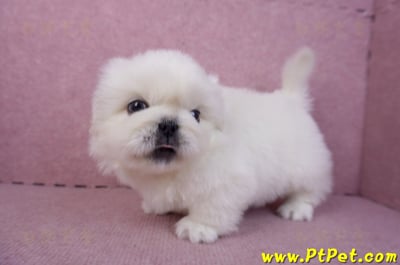 12/17北京狗公幼犬1號(新北三重)8