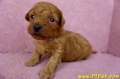 01/26奶油貴賓公幼犬8