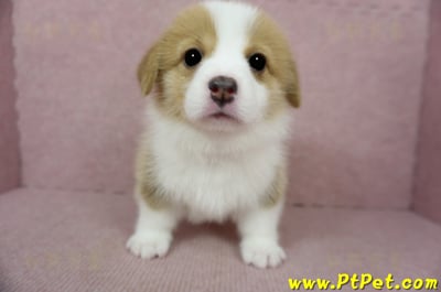 02/09雙色柯基犬母幼犬1號(台南安定)4