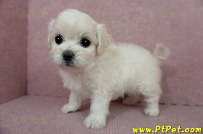 01/10奶白色馬爾泰迪母幼犬2號(屏東佳冬)11