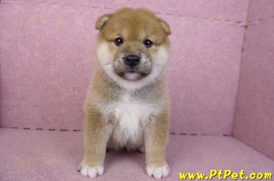 02/06赤色柴犬母幼犬1號(屏東潮州)3