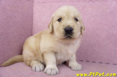 11/14黃金獵犬母幼犬3號(高雄左營)3