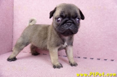 07/09巴哥母幼犬2號(桃園觀音)6