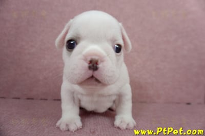 04/18奶白色法國鬥牛公幼犬2號(屏東內埔)2