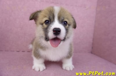 03/14雙色柯基犬母幼犬(新竹市)3