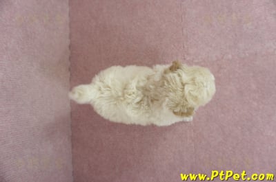 03/12泰迪比熊公幼犬4號(桃園市)12