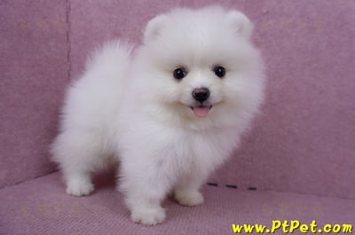 05/22迷你型松鼠白博美公幼犬(高雄美濃)6