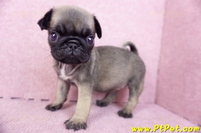 09/08巴哥母幼犬2號(桃園楊梅)9