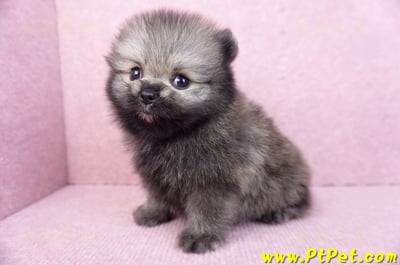 07/23迷你型松鼠棕博美公幼犬(桃園龍潭)10