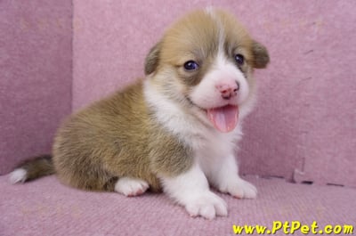 08/03雙色柯基犬公幼犬4號(屏東南州)2