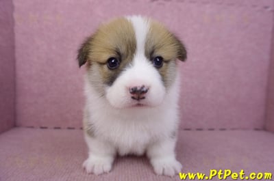 03/14雙色柯基犬母幼犬1號2