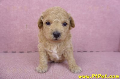 01/20泰迪比熊母幼犬2