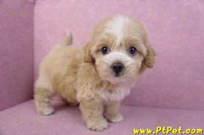 11/02馬爾泰迪母幼犬1號/(高雄小港)5