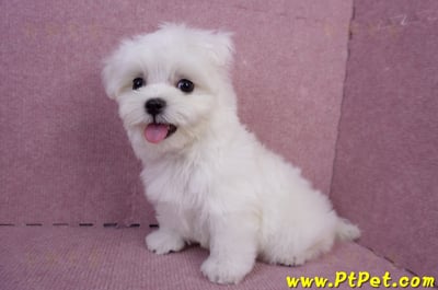 05/28迷你型馬爾濟斯公幼犬(台南安平)9