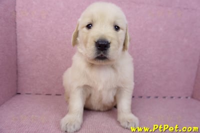 07/18黃金獵犬母幼犬2號(台南東區)1