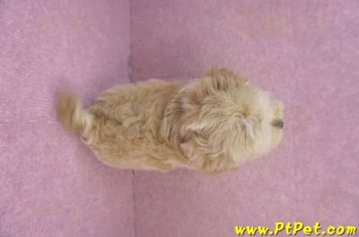 12/10馬爾泰迪母幼犬(台北大安)14