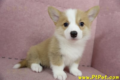 05/09雙色柯基犬母幼犬2號(高雄前鎮)7