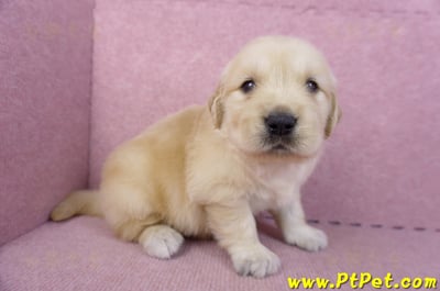 11/14黃金獵犬公幼犬1號(桃園楊梅)3