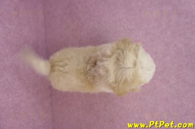 07/18泰迪比熊公幼犬1號11