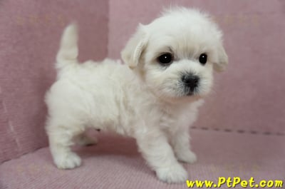 01/10奶白色馬爾泰迪公幼犬3號(屏東萬丹)13