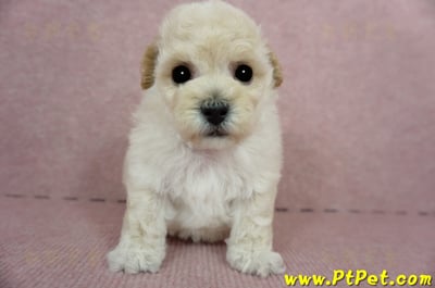 03/12泰迪比熊公幼犬4號(桃園市)3