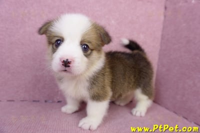 07/01雙色柯基犬公幼犬(屏東長治)9