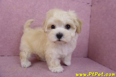 11/23馬爾泰迪母幼犬2號(南投草屯)7