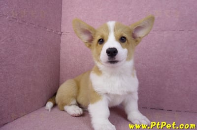 11/02雙色柯基犬公幼犬(高雄鼓山)7