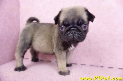 09/08巴哥公幼犬1號(新北樹林)5