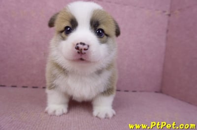 02/11雙色柯基犬公幼犬2