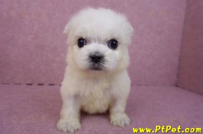 03/20馬爾濟斯公幼犬1號1