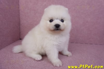 10/11松鼠白博美母幼犬(新北淡水)3