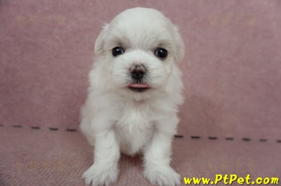 05/28迷你型馬爾濟斯母幼犬(屏東長治)1