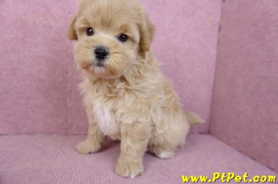 11/23馬爾泰迪公幼犬1號10