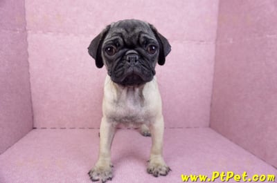 06/23巴哥母幼犬(高雄前鎮)3