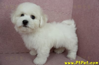 12/01比熊犬公幼犬(屏東市)14