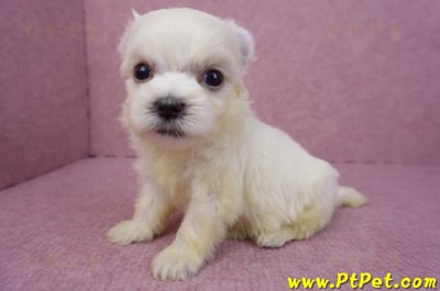 03/20馬爾濟斯母幼犬1號5