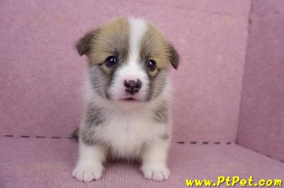 07/01雙色柯基犬母幼犬(雲林斗六)4