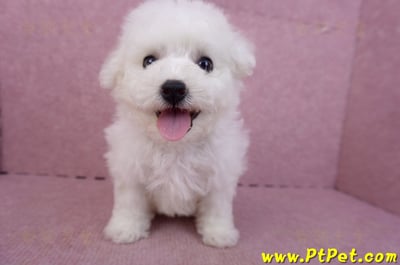 04/22比熊犬公幼犬1號(屏東市)1