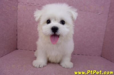 03/20馬爾濟斯公幼犬2
