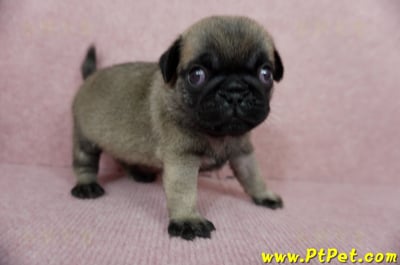 04/02巴哥公幼犬4號(新北樹林)5