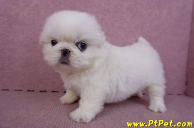 10/31北京狗母幼犬(新北新莊)10