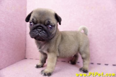 07/09巴哥公幼犬3號(新竹東區)8