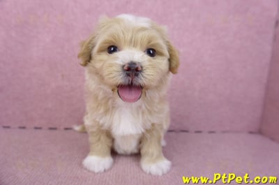 01/30馬爾泰迪公幼犬2號(新竹竹北)1