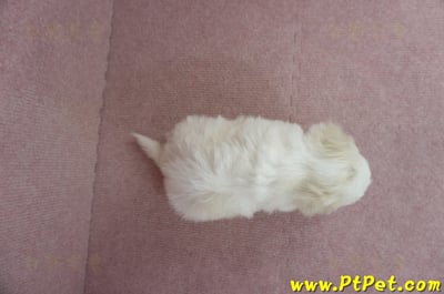 01/12比熊犬公幼犬3號(新北林口)7