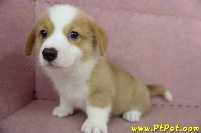 05/09雙色柯基犬公幼犬2號(宜蘭三星)8