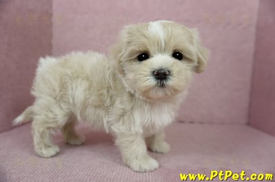 01/15奶油色馬爾泰迪 I 母幼犬(高雄新興)8