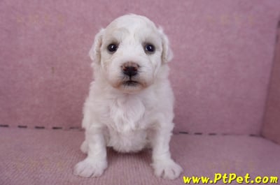 02/14比熊犬母幼犬1