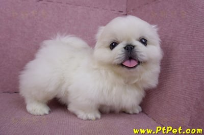 12/17北京狗公幼犬2號(新竹竹北)7