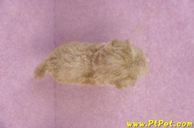 10/13泰迪比熊母幼犬(高雄小港)13